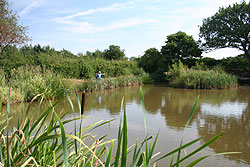 coarse fishing pond 3